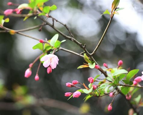 安徽有哪些花開了 花開了，是春天的信號