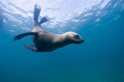 海獅溫泉怎麼樣 海獅是否會游泳